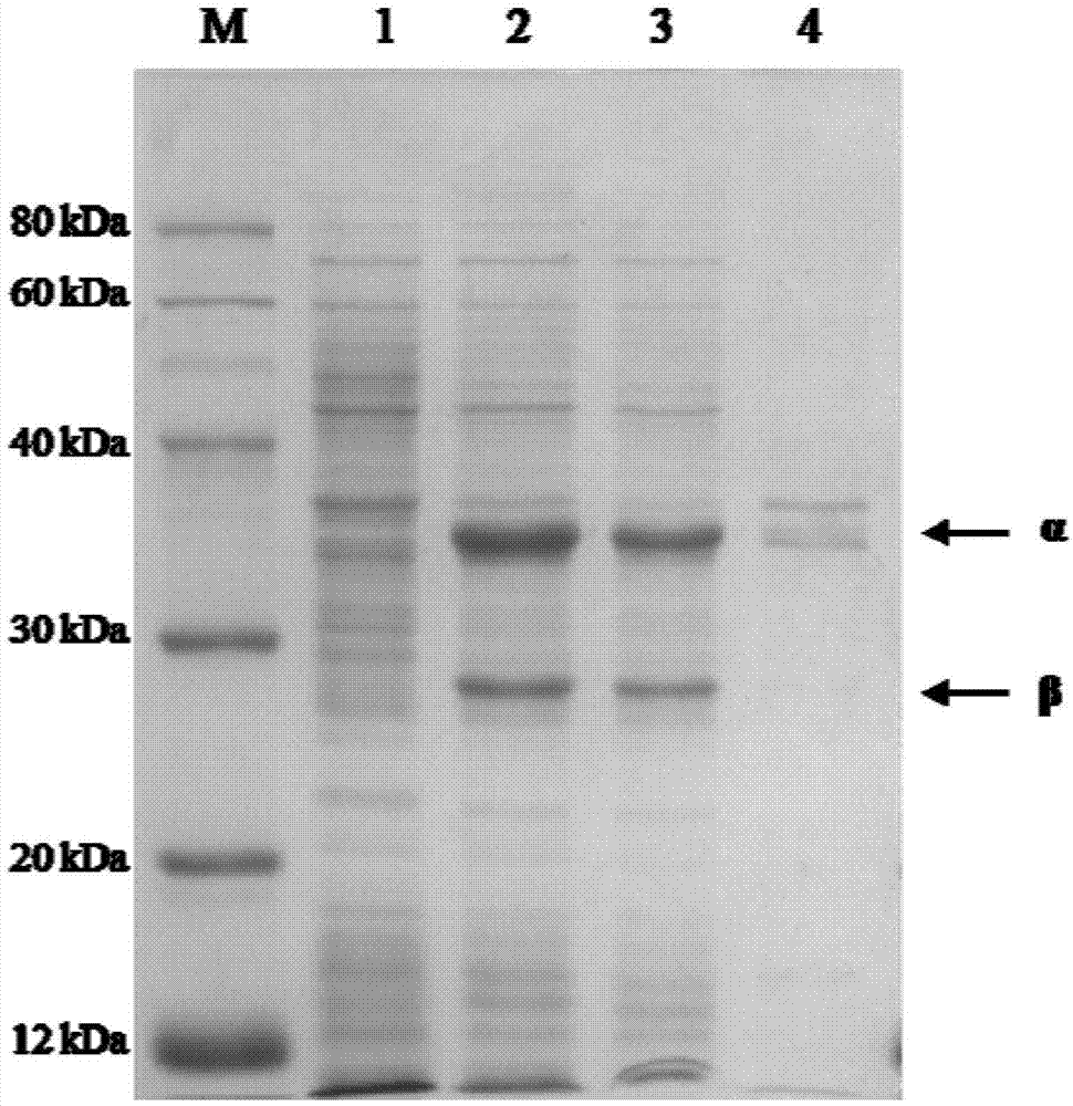Nitrile hydratase and application thereof