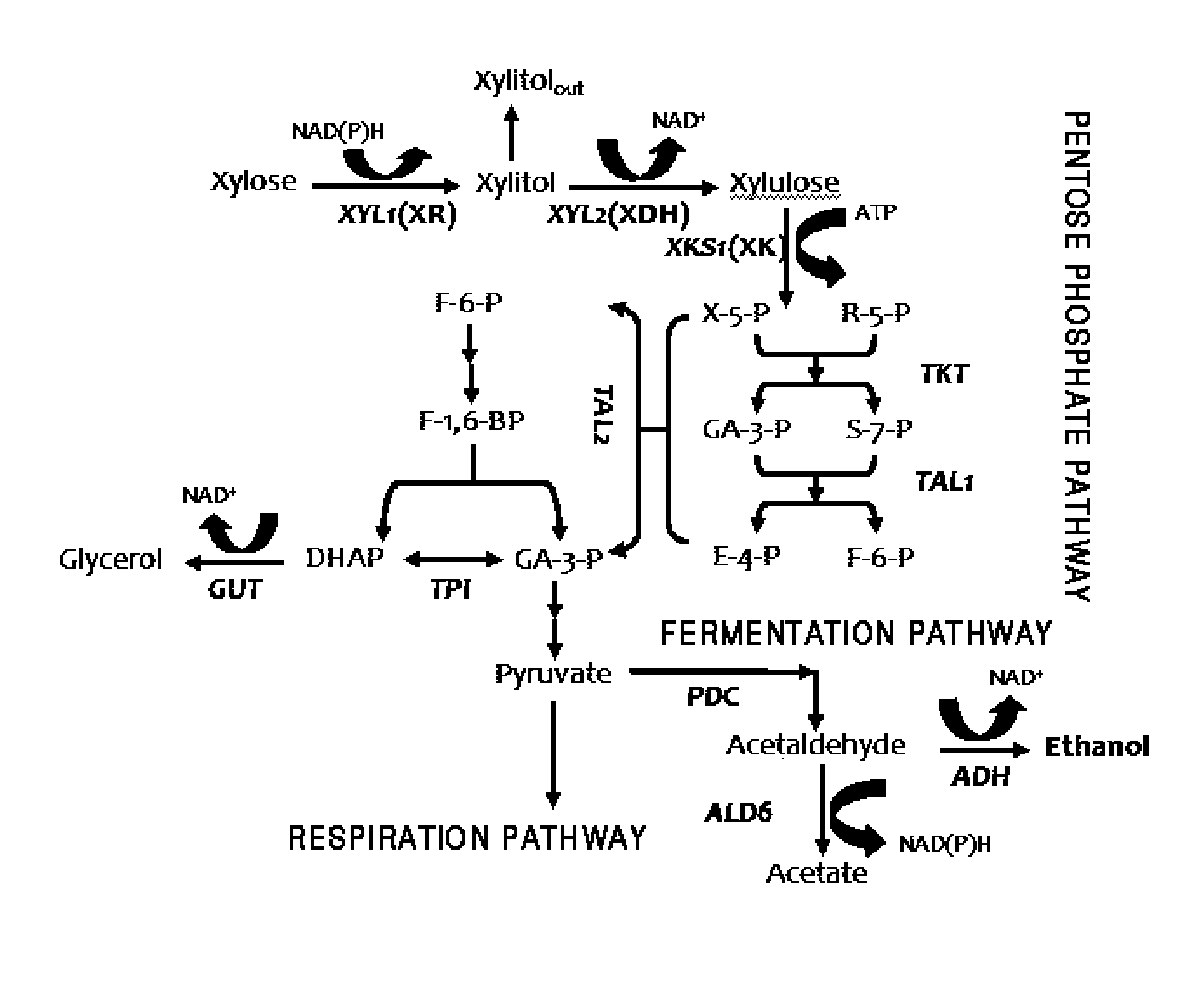 Method for producing ethanol from xylose using recombinant saccharomyces cerevisiae involving coupled use of nadh and nad+