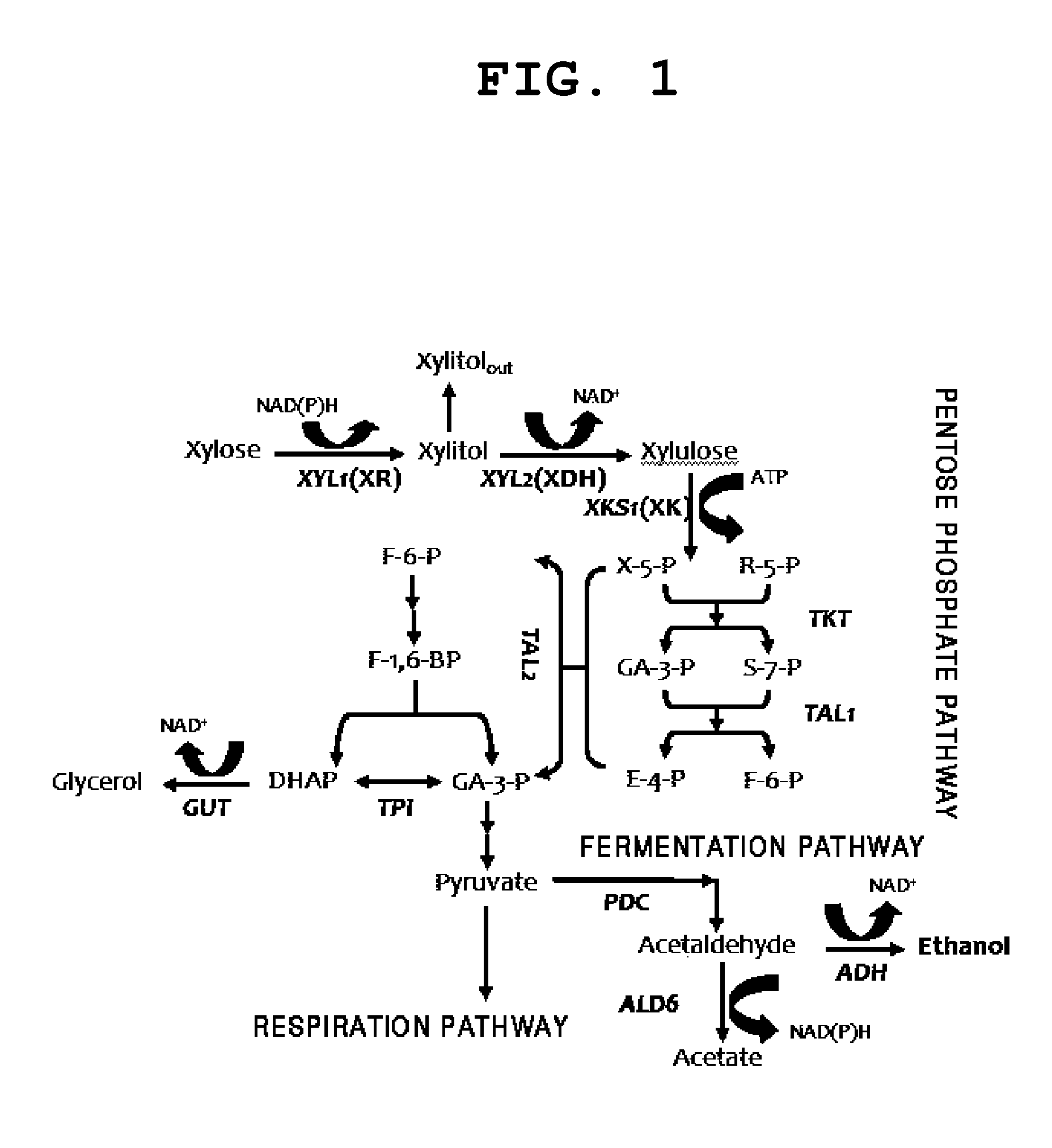 Method for producing ethanol from xylose using recombinant saccharomyces cerevisiae involving coupled use of nadh and nad+