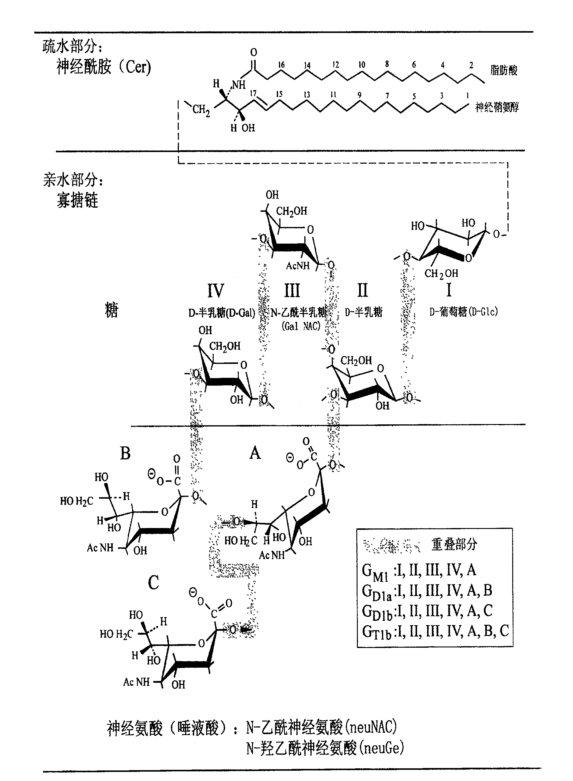 Method for extracting ganglioside with biological activity from animal tissues