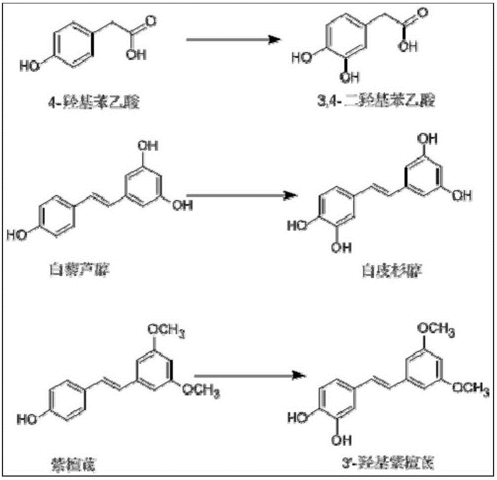 Method of preparing o-phenol compound by enzyme method