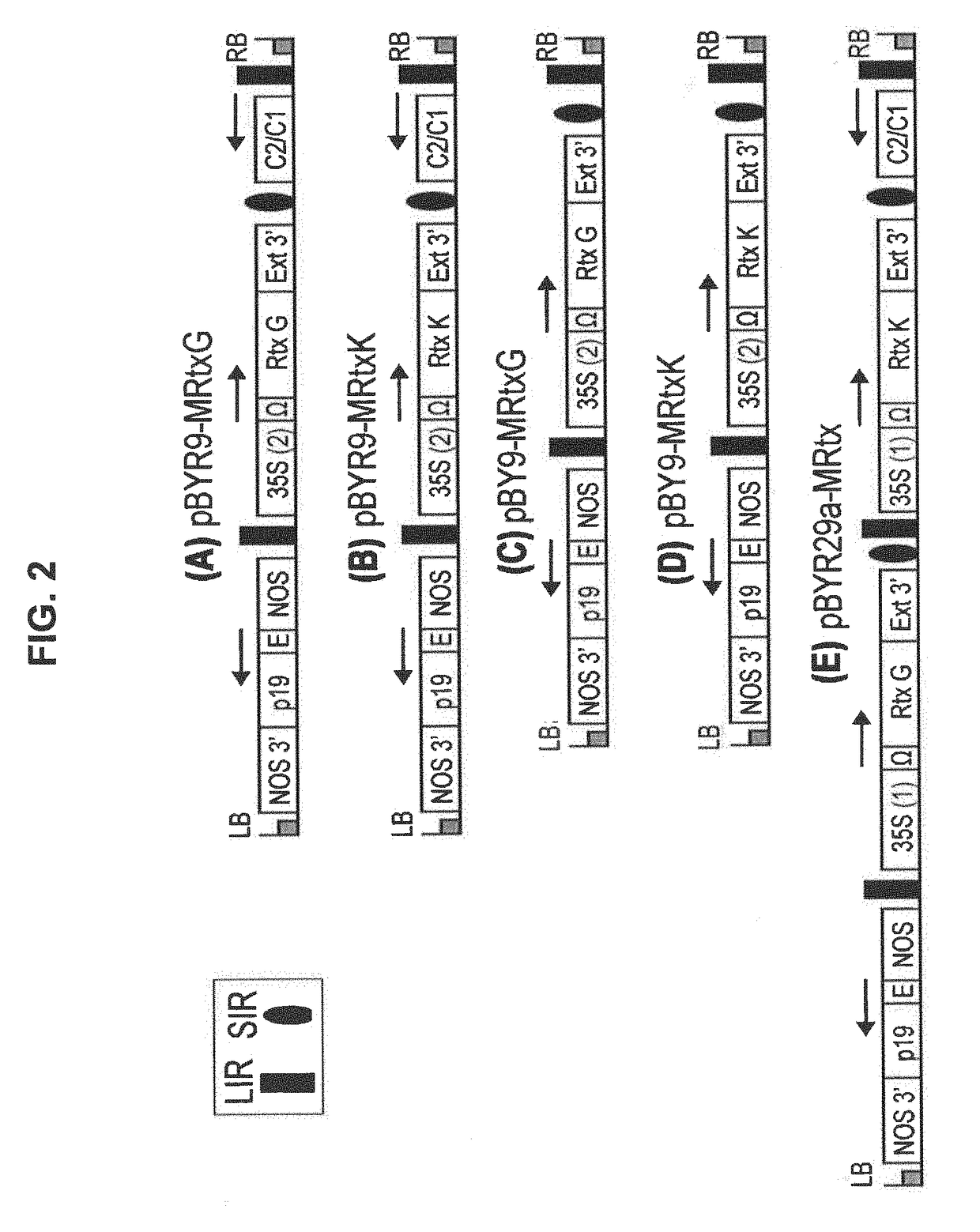 Geminiviral vector for expression of rituximab