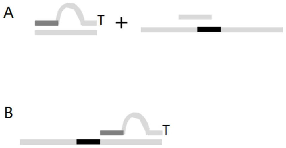 Paired-end library index composition and its application in mgi sequencing platform