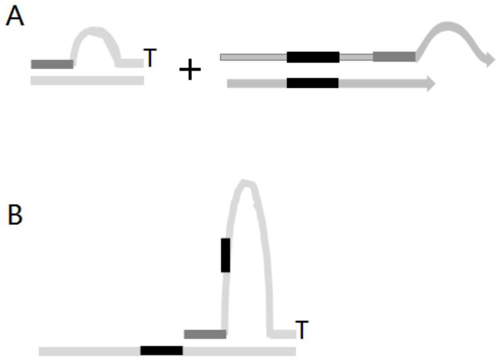 Paired-end library index composition and its application in mgi sequencing platform