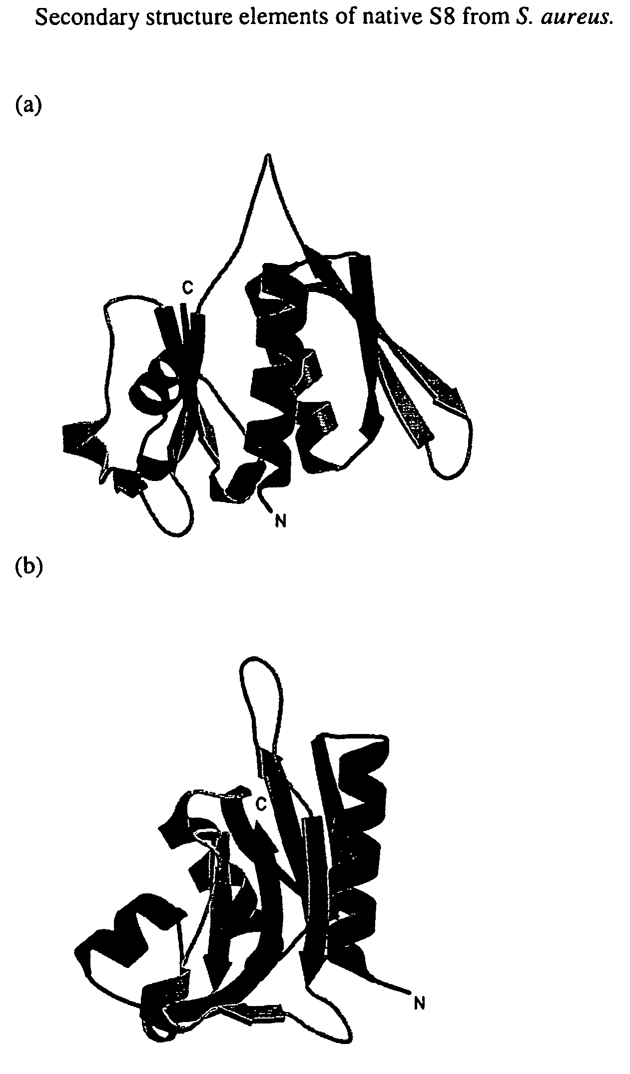 S8 rRNA-binding protein from the small ribosomal subunit of <i>Staphylococcus aureus</i>