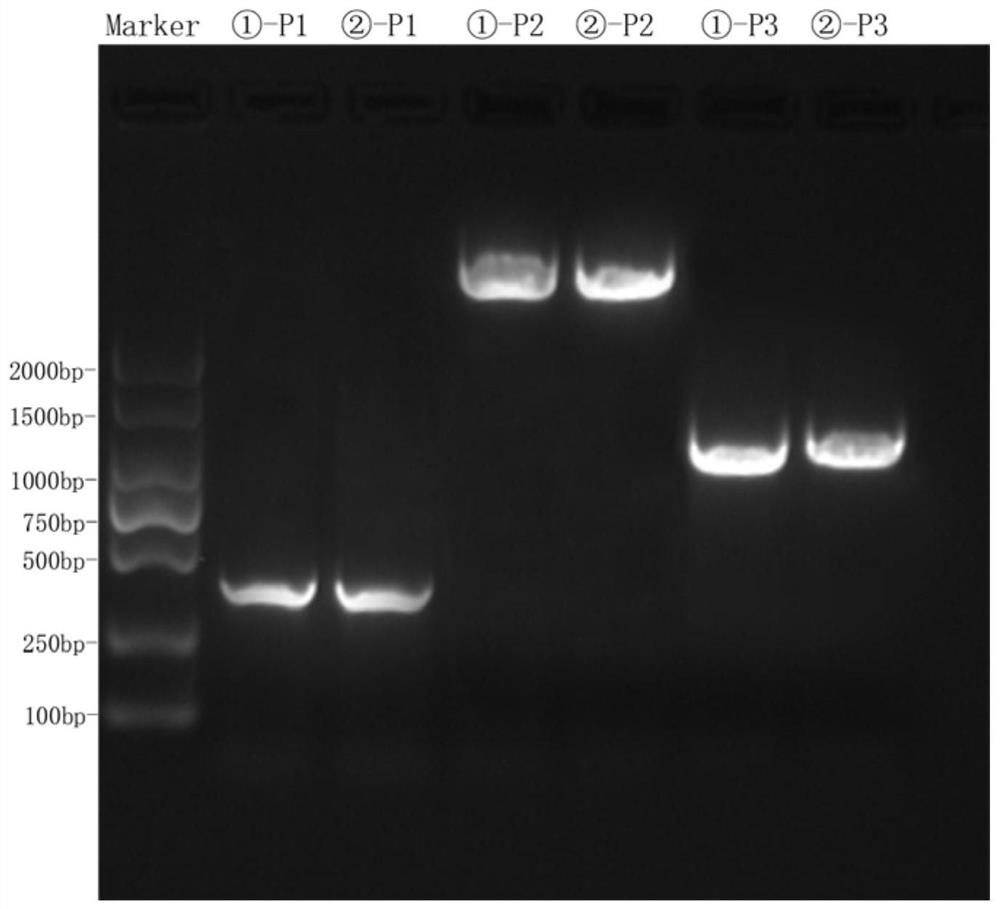 KIR2DL5 genotyping kit and KIR2DL5 genotyping method