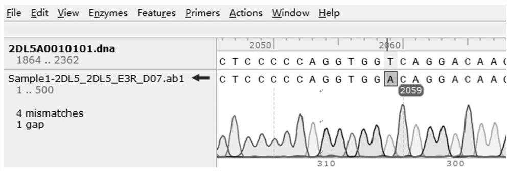 KIR2DL5 genotyping kit and KIR2DL5 genotyping method