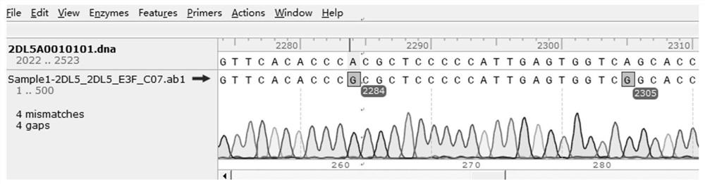 KIR2DL5 genotyping kit and KIR2DL5 genotyping method