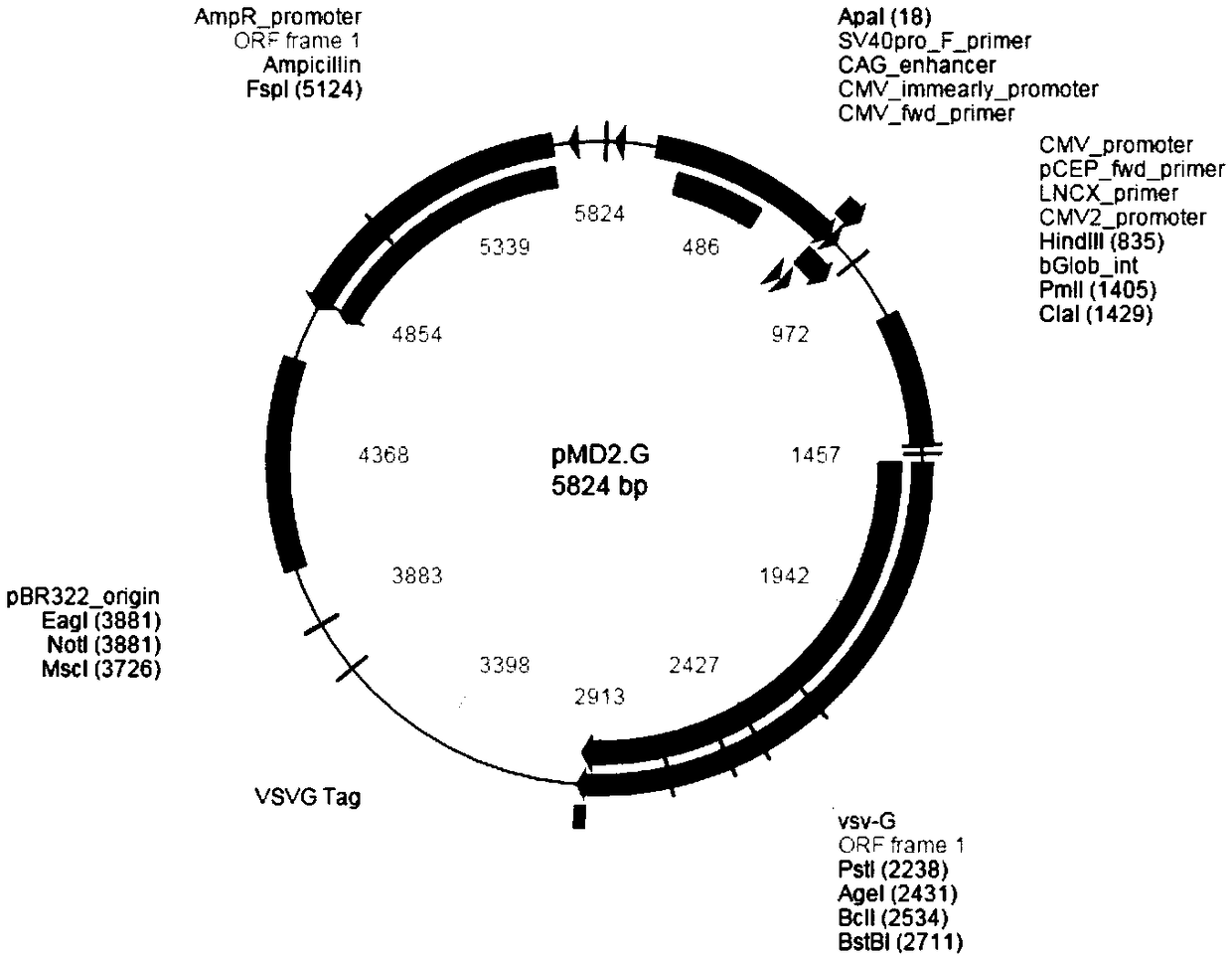 MDCK-KOmavs cell line suitable for proliferating canine distemper virus and avian influenza virus, and application thereof