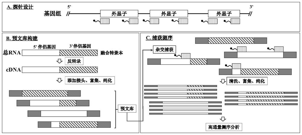 Targeted Sequencing Methods for Detecting Gene Fusions