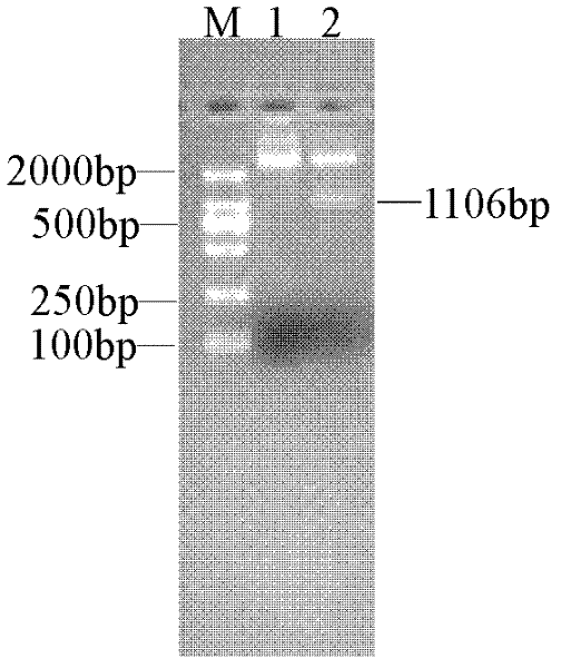 Chicken infectious anemia virus LAMP (loop-mediated isothermal amplification) detection kit and detection method thereof