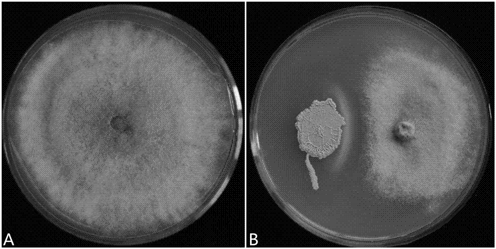 A kind of Bacillus amyloliquefaciens ba-ka3 and its application