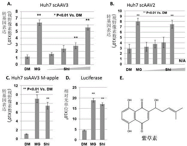 Application of alkannin and its derivative as gene therapy sensitizer