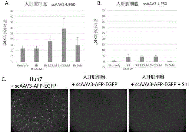 Application of alkannin and its derivative as gene therapy sensitizer