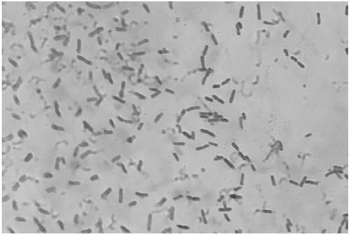Pseudomonas sp. zjut 126 and application in production of L-glufosinate