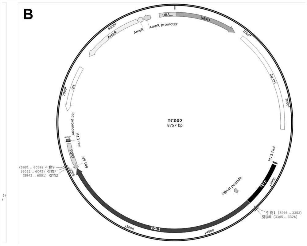 Method for improving secretion or surface display expression of heterologous protein in saccharomyces cerevisiae