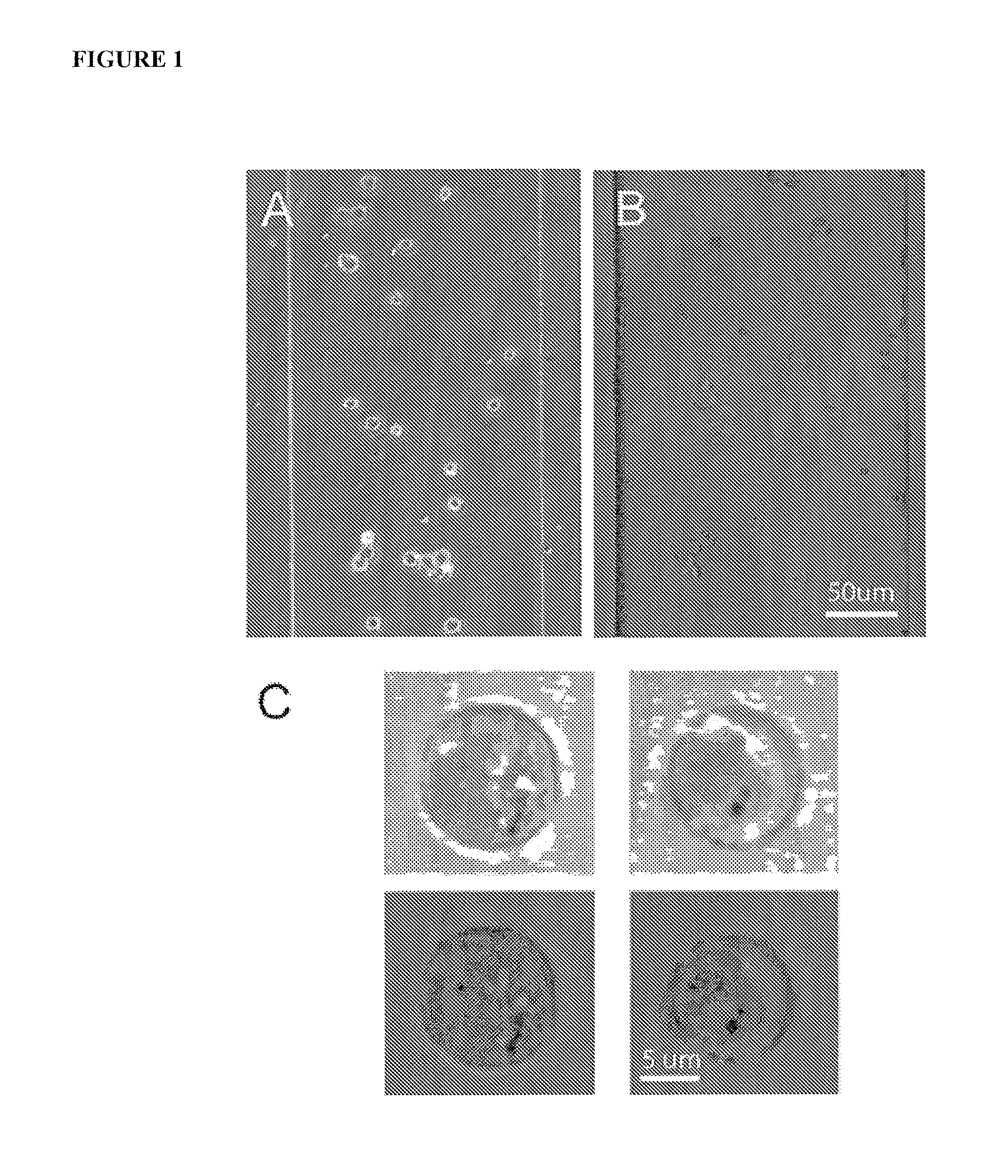 Methods and apparatus for the manipulation of particle suspensions and testing thereof