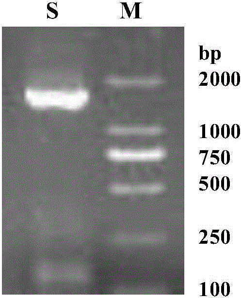 Bacterial laccase gene from bacillus subtilis ZXN4, bacterial laccase and application thereof