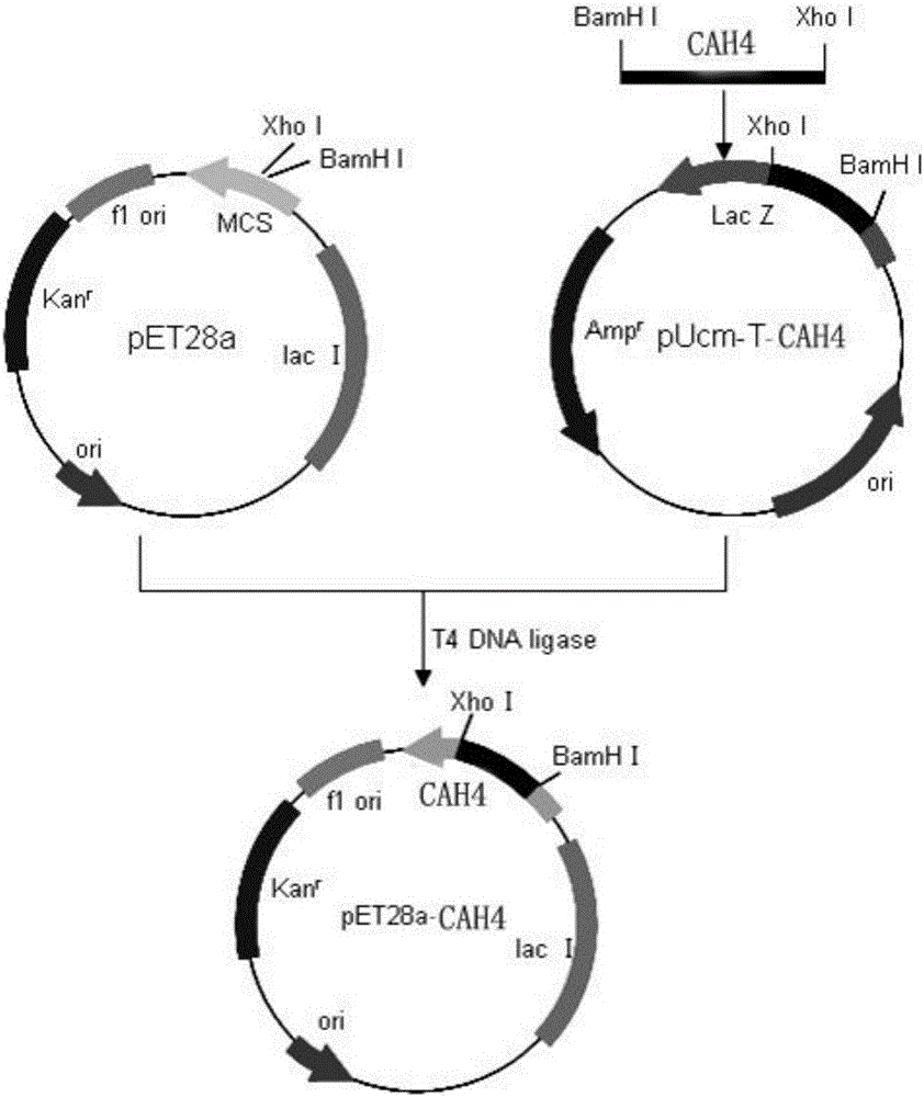 Bacterial laccase gene from bacillus subtilis ZXN4, bacterial laccase and application thereof