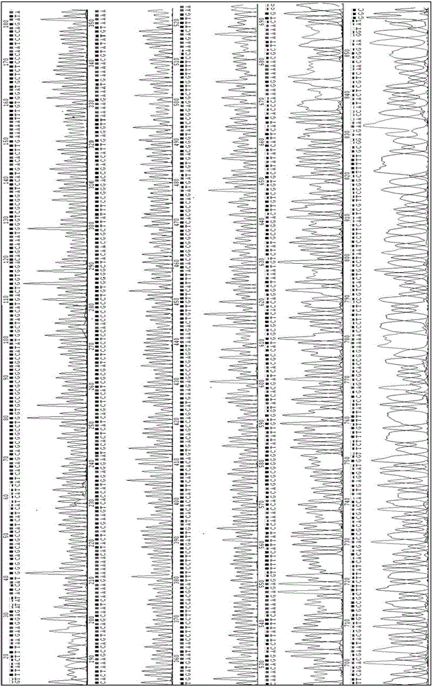 Bacterial laccase gene from bacillus subtilis ZXN4, bacterial laccase and application thereof