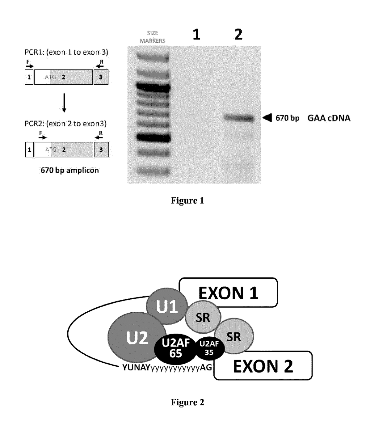 Nucleic acids and methods for the treatment of Pompe disease