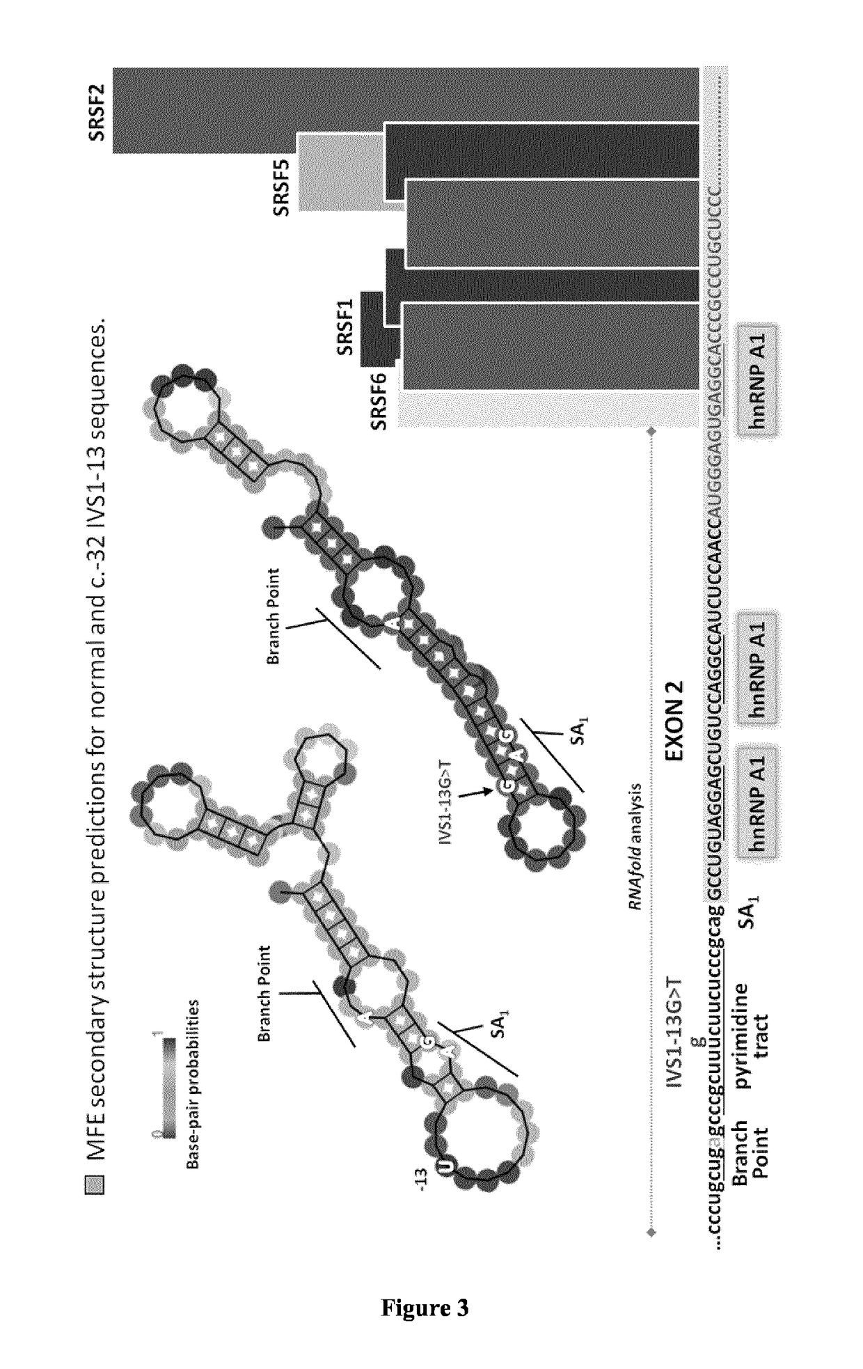 Nucleic acids and methods for the treatment of Pompe disease