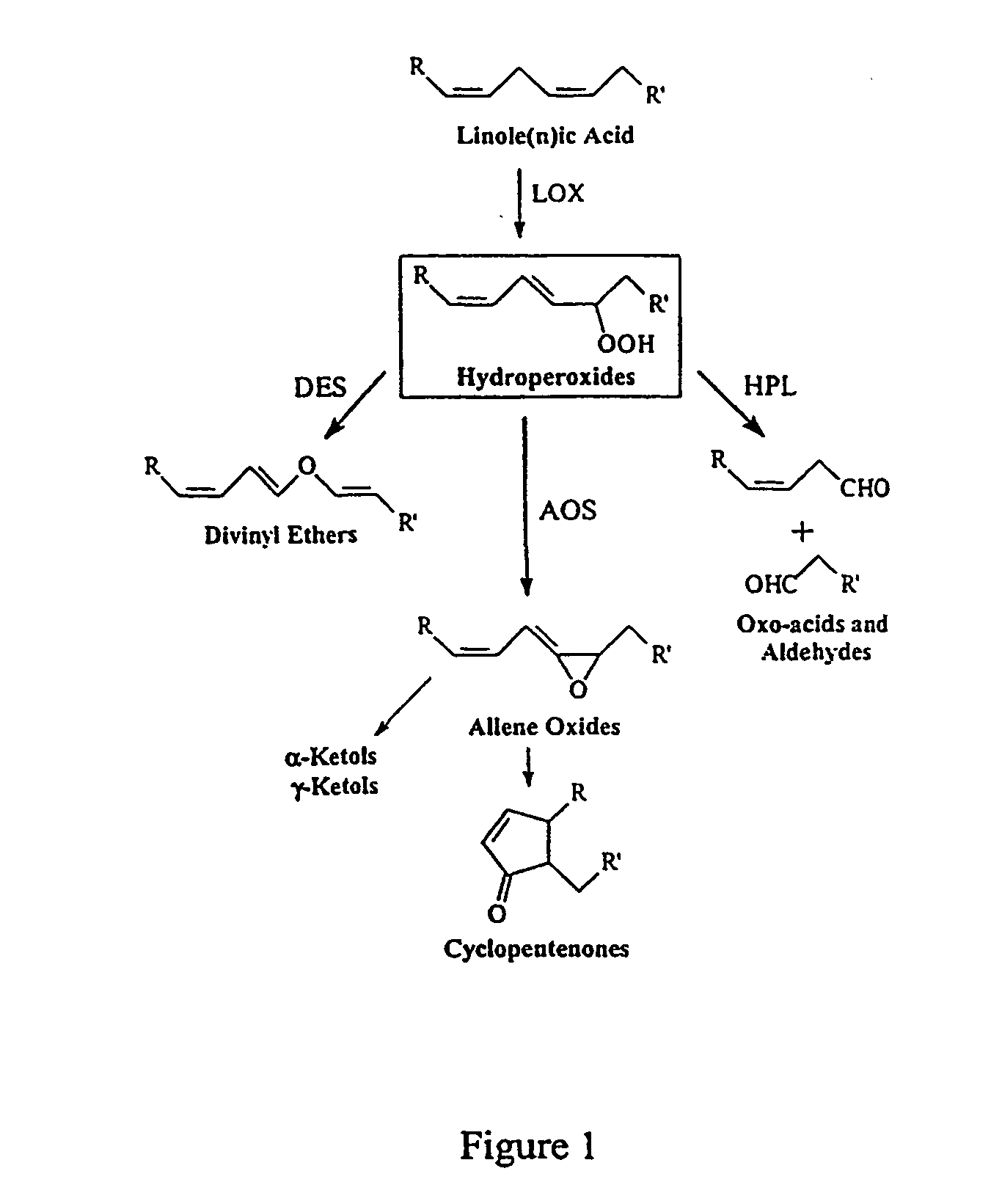 Divinyl ether synthase gene, and protein and uses thereof