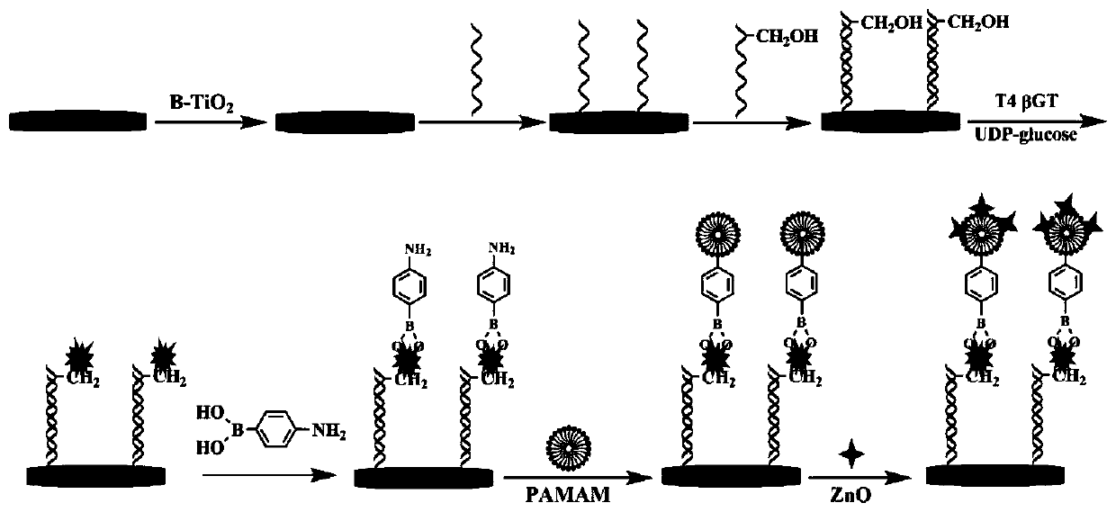 Photoelectric chemical analysis method for detection of 5-hydroxymethylcytosine based on black titanium dioxide