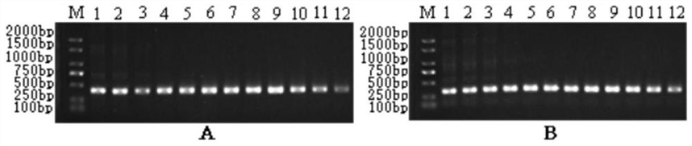 Nested PCR kit and method for detecting double-RNA viruses of micropterus salmoides