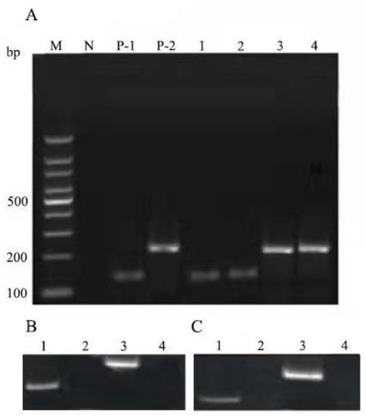 Method for storing potato viruses and viroid in host for long time at ultralow temperature