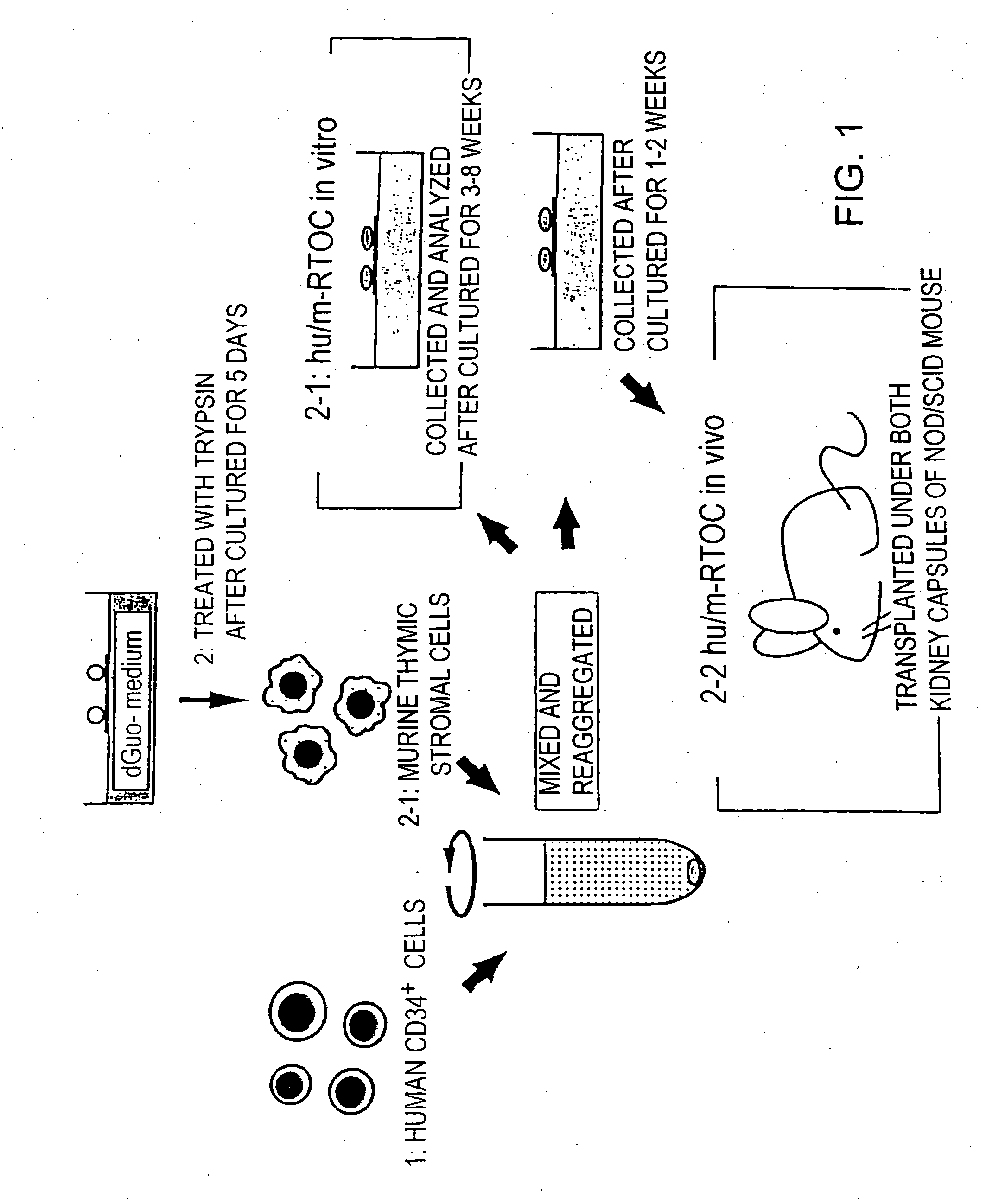 Chimeric mouse having an immune system constructed with human CD34+ cells and use thereof