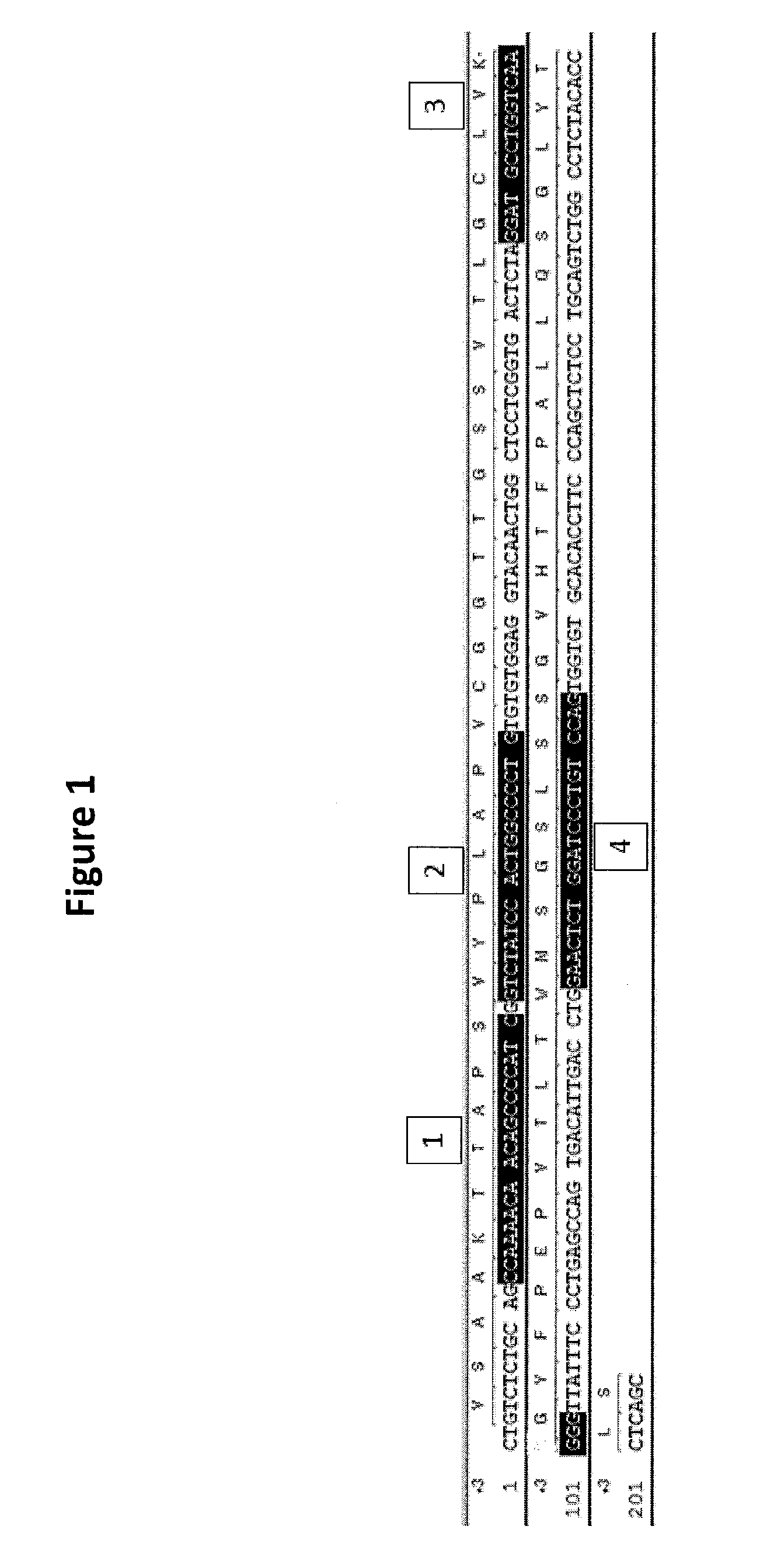 Generation of binding molecules