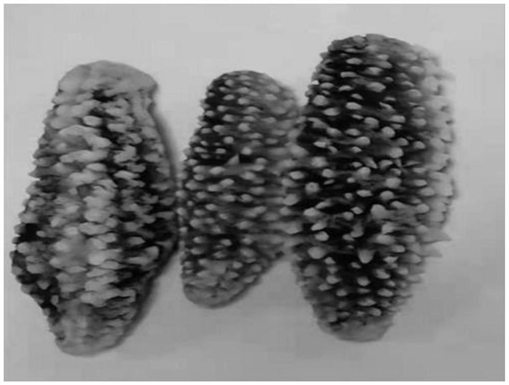 Complex special enzyme for efficient sea cucumber peeling and preparation method and application thereof