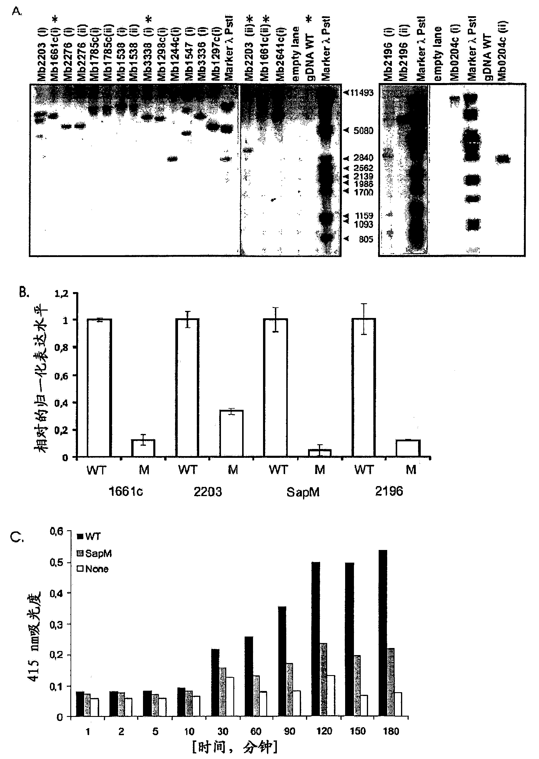 Mycobacterium mutants for vaccines with improved protective efficacy