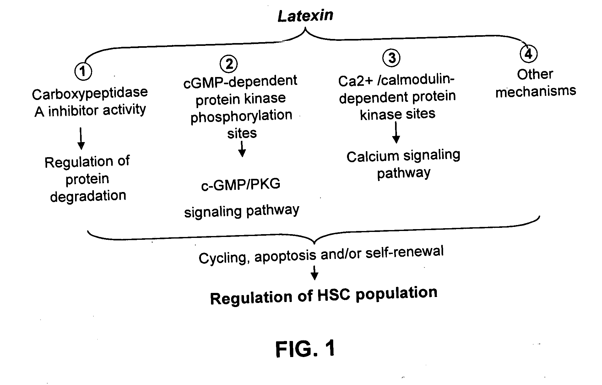 Ex vivo and in vivo methods and related compositions for generating hematopoietic stem cell populations