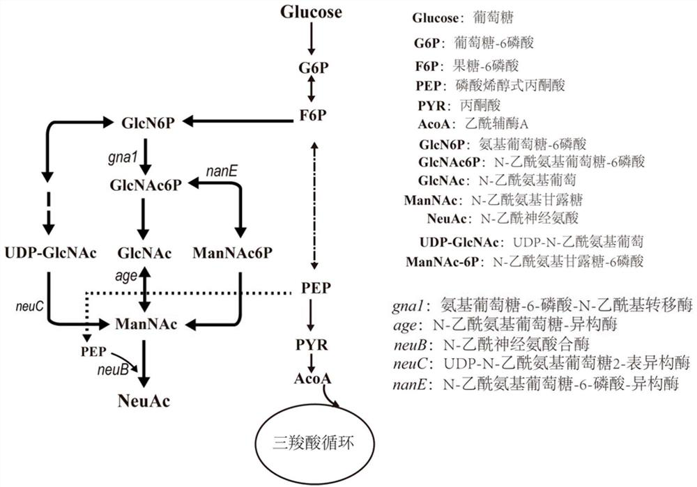 A kind of multi-path compound neuraminic acid-producing Bacillus subtilis and its application