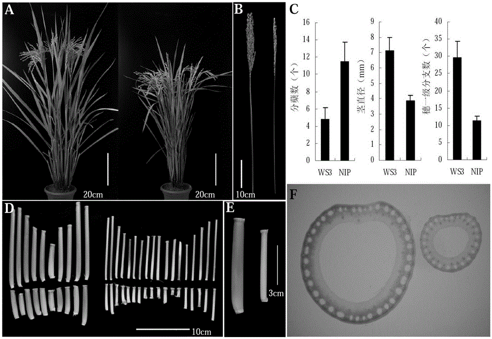 Gene for regulating plant types and yield of plants and application of gene