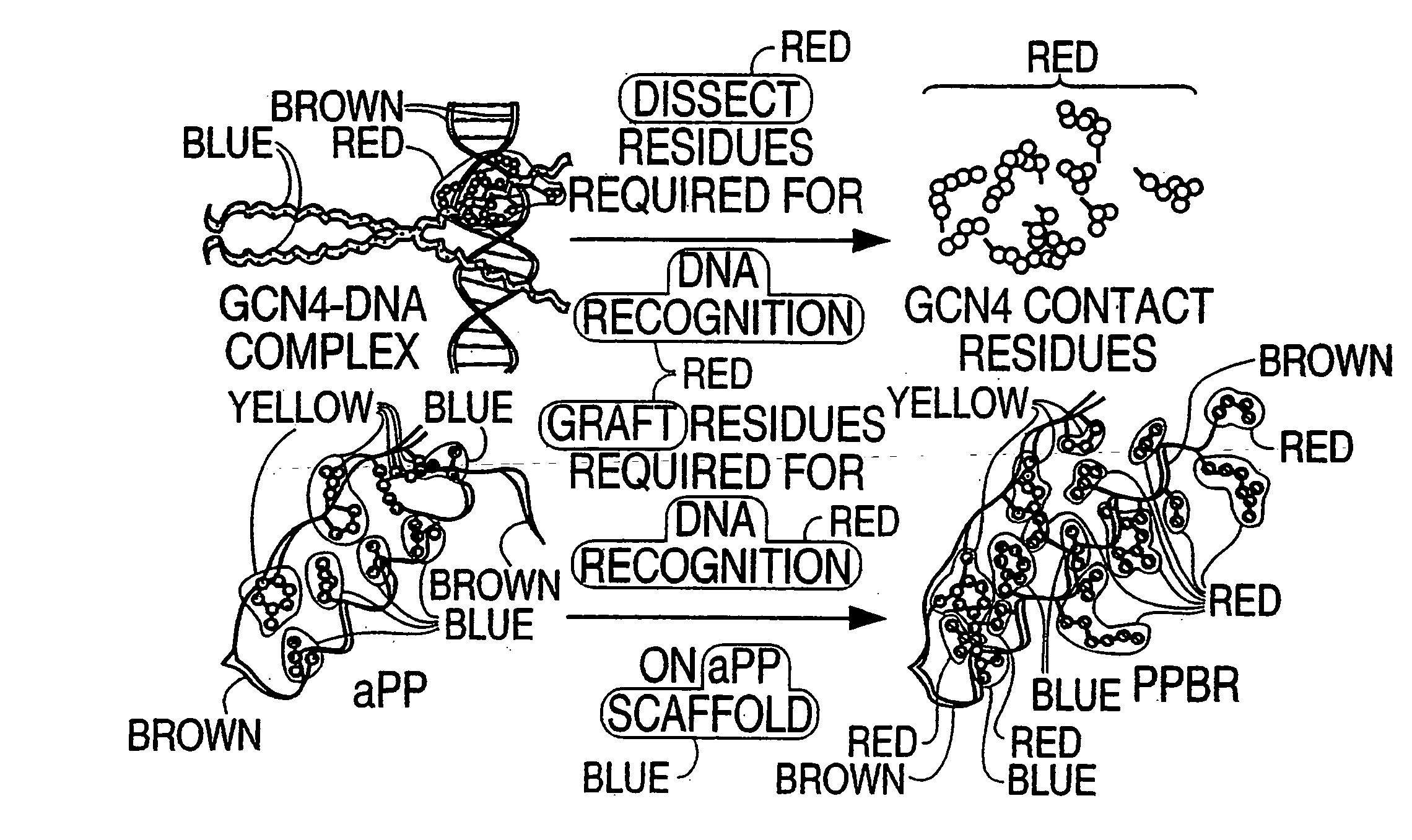 DNA & protein binding miniature proteins