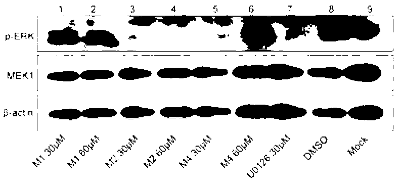 Compound with MEK (Mitogen-activated and Extracellular signal-regulated Kinase) inhibiting function as well as preparation method and application of compound