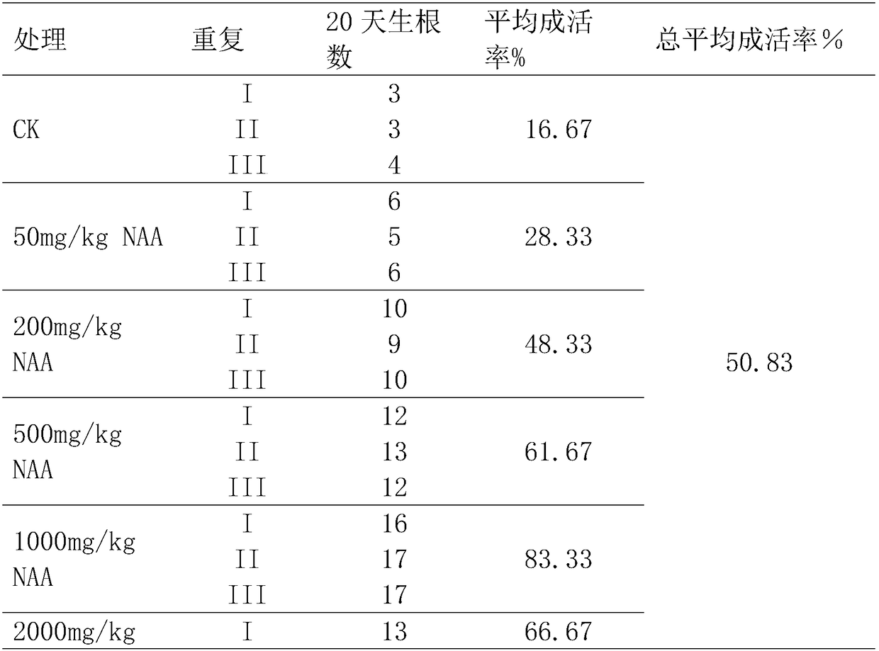 Method for increasing survival rate of cuttage raised seedlings of leycesteria formosa