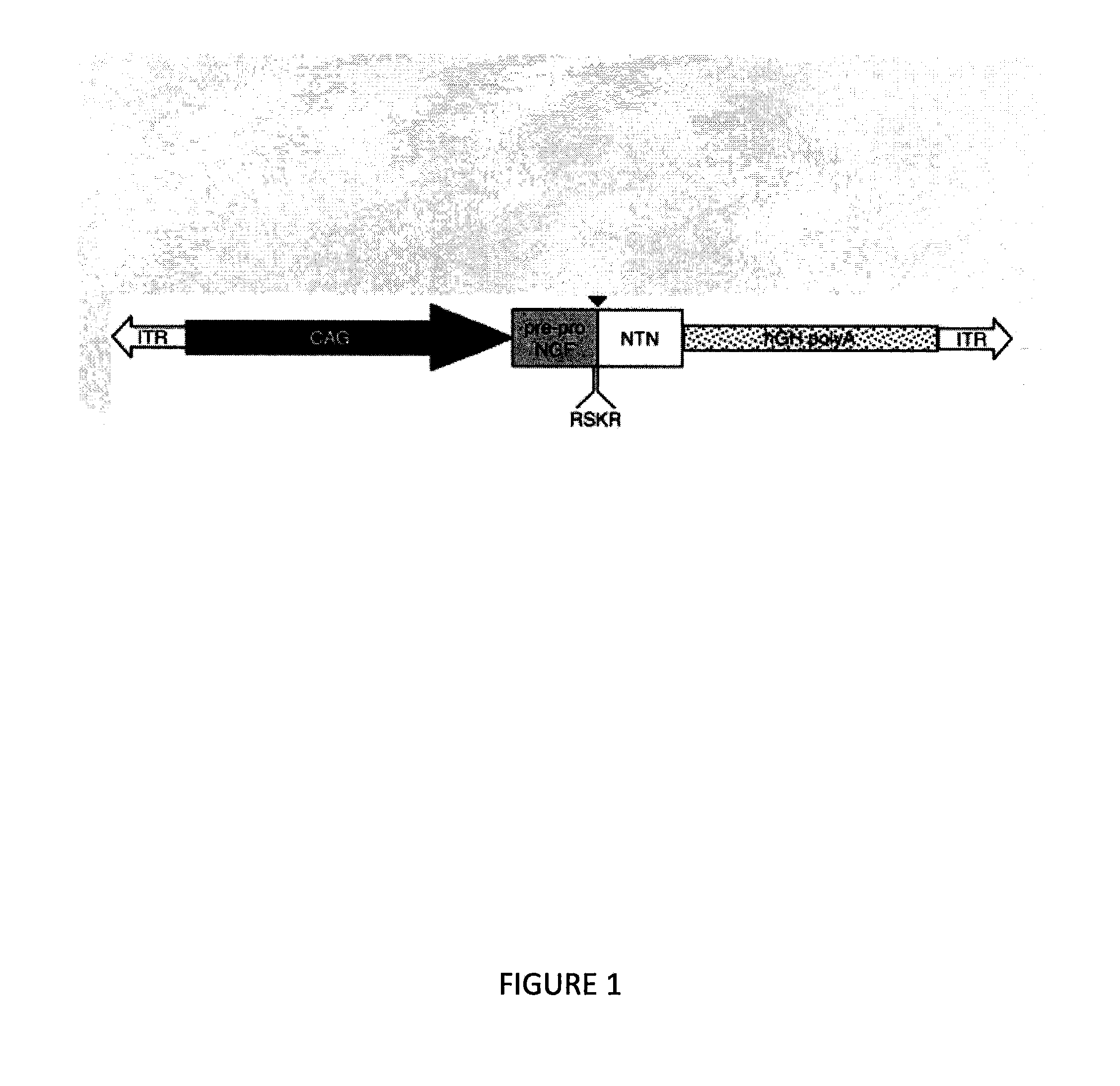 Methods for treating parkinson's disease and other disorders of dopaminergic neurons of the brain