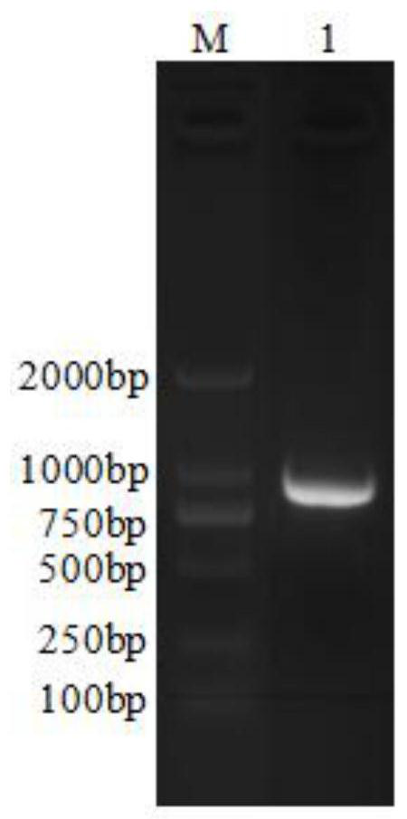 Fermentation and purification process of helicobacter pylori LuxS hexamer recombinant protein