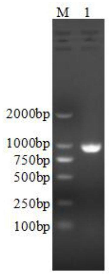 Fermentation and purification process of helicobacter pylori LuxS hexamer recombinant protein