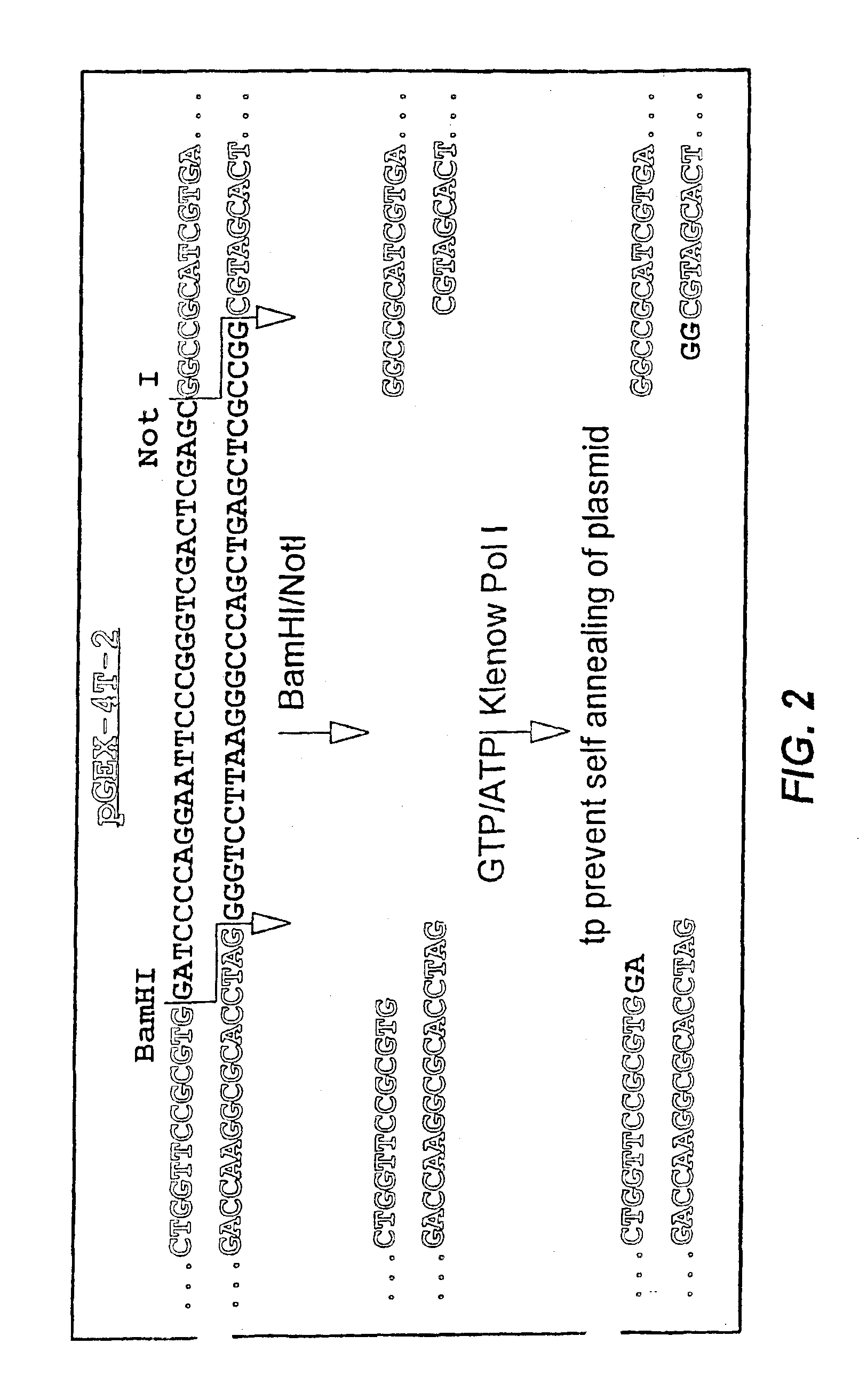 Mosaic protein and restriction endonuclease assisted ligation method for making the same