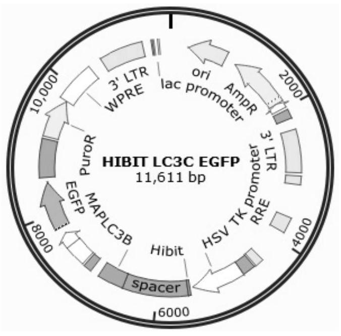 Method for accurately and quantitatively detecting autophagy flux