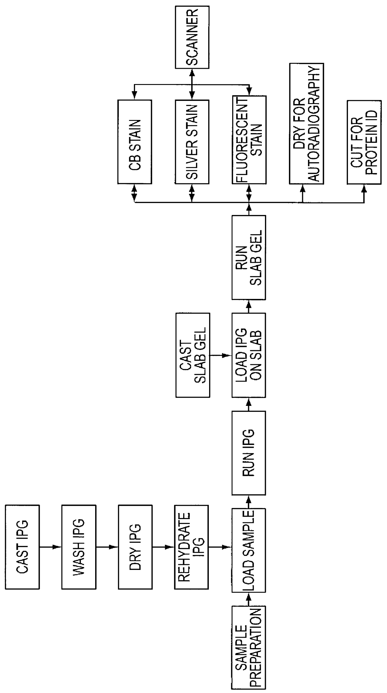 Automated system for two-dimensional electrophoresis