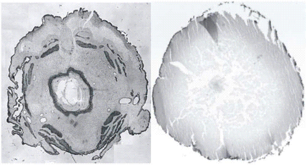 Method for identifying pure cordyceps sinensis powder