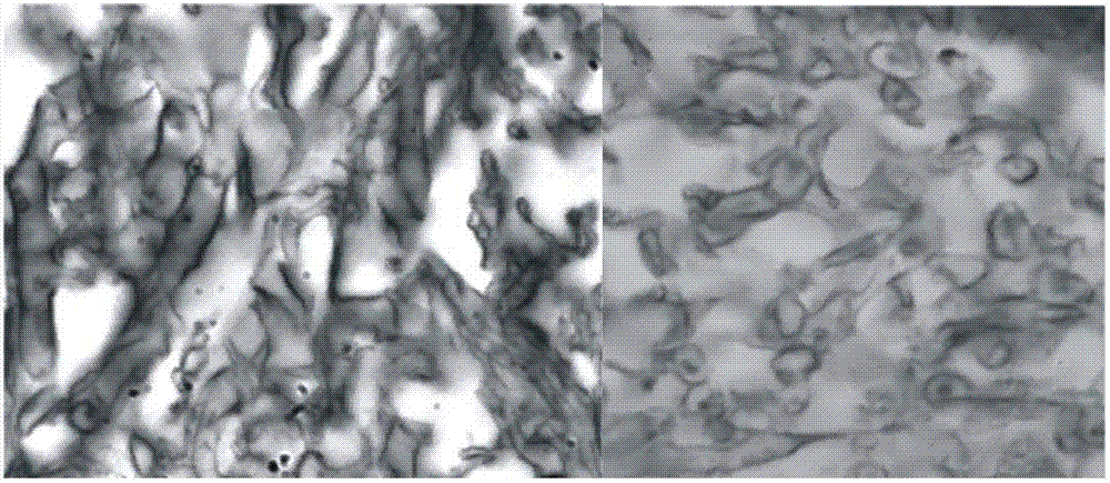 Method for identifying pure cordyceps sinensis powder