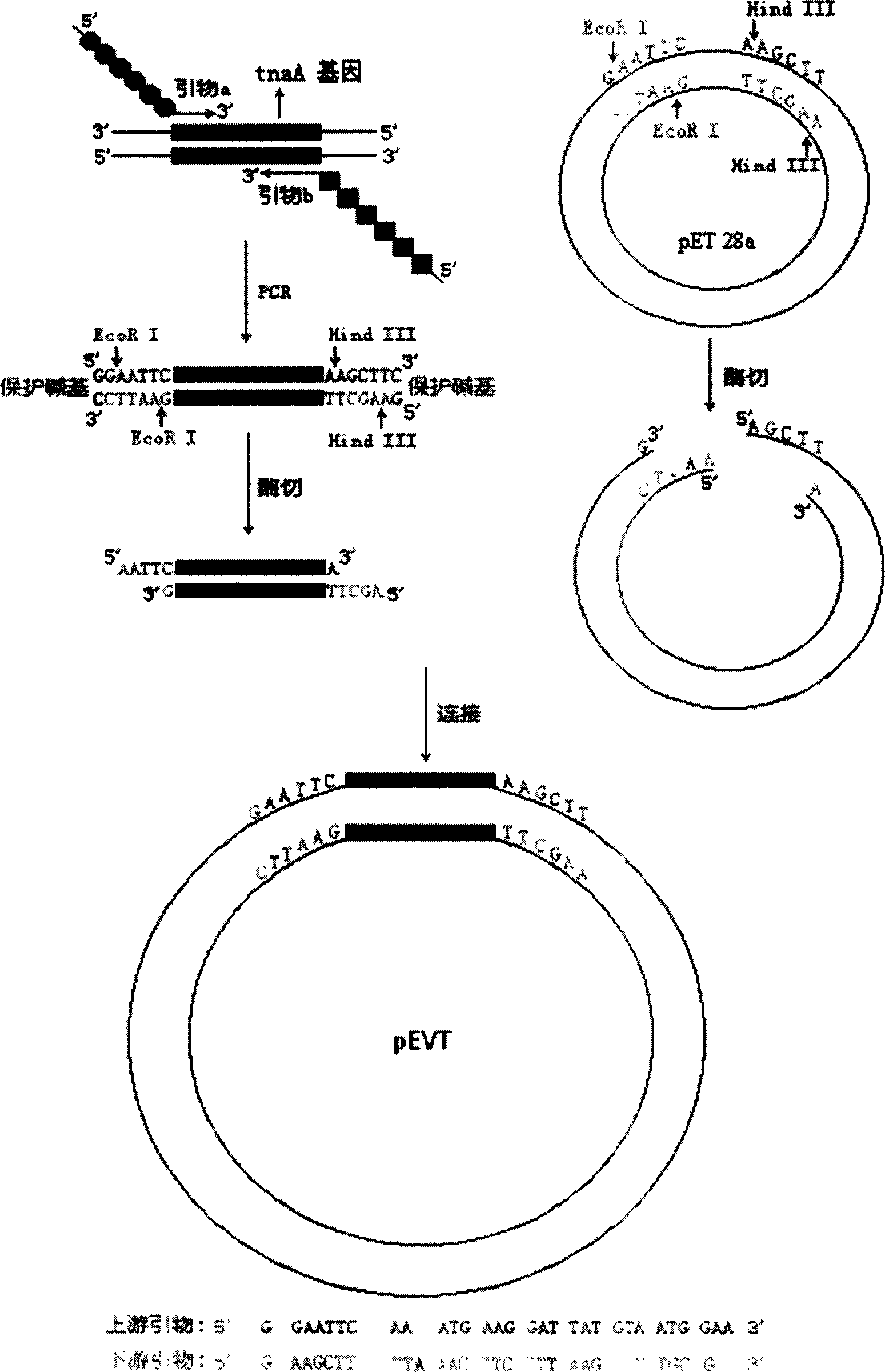Expression system for producing recombination tryptophanase and preparation method and application of recombination tryptophanase