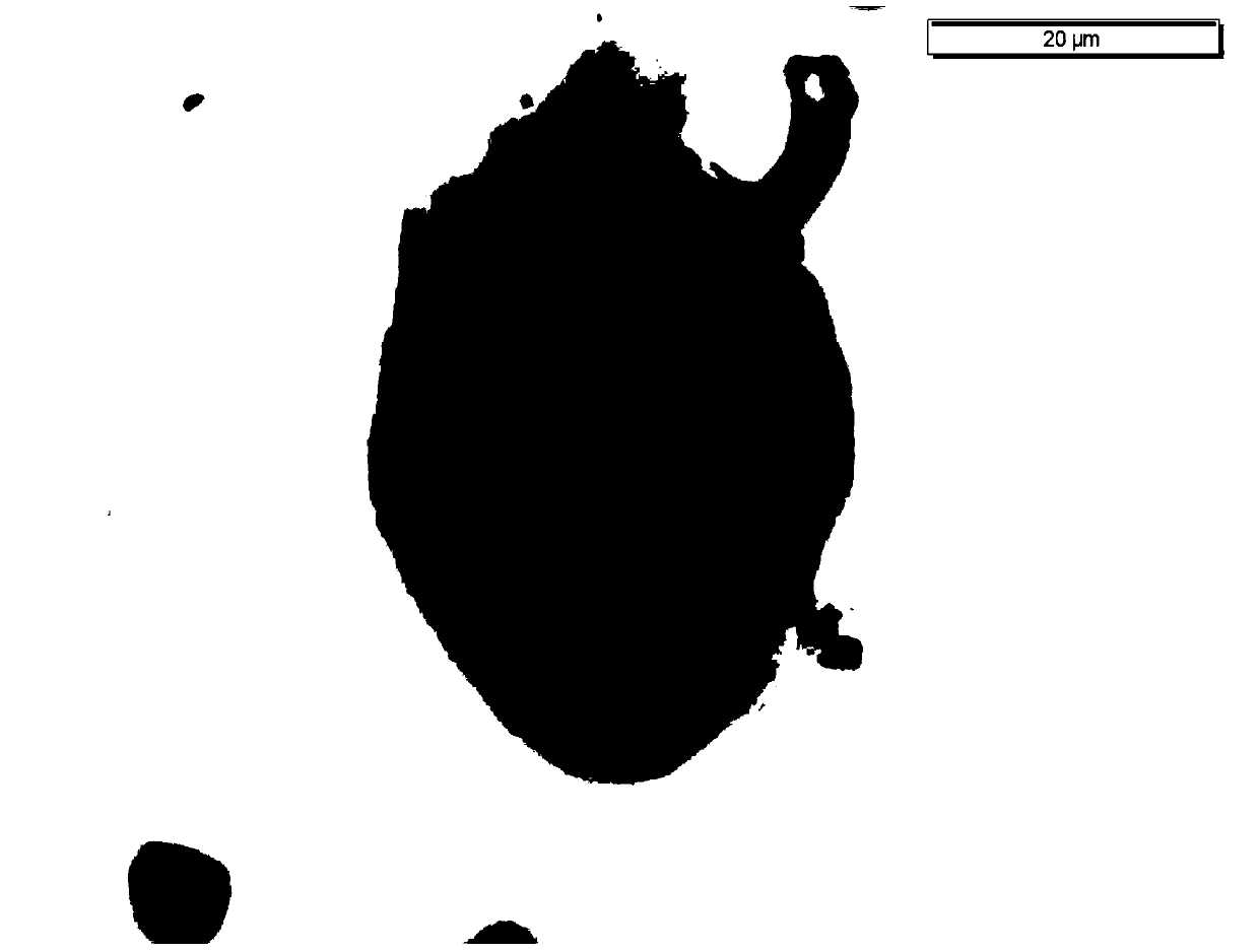 Quantitative protein silver staining method of freshwater ciliates